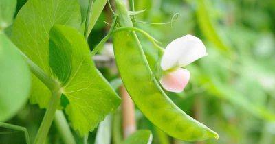 How to Plant and Grow Snow Peas - gardenerspath.com