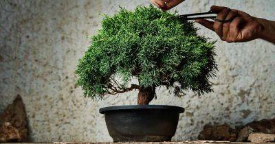 Introduction to Bonsai: Tips for Beginners - gardenerspath.com
