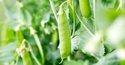 Tips for Growing Peas Indoors - gardenerspath.com - Britain - county Garden