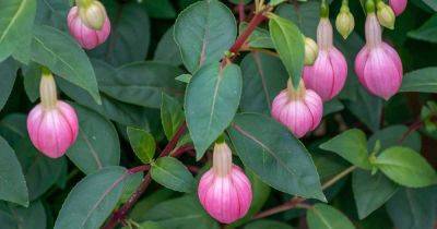 Why Your Fuchsia Is Dropping Buds and How to Fix It - gardenerspath.com