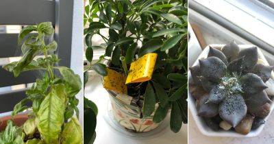 10 Common Houseplant Pests and How to Get Rid of Them - balconygardenweb.com