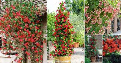 14 Best Vines and Climbers with Red Flowers - balconygardenweb.com - India - Philippines - Brazil - Malaysia