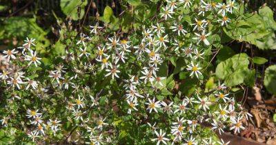 How to Grow and Care for White Wood Asters - gardenerspath.com - Usa