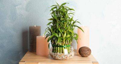 How to Grow and Care for Lucky Bamboo Houseplants - gardenerspath.com - China - Britain
