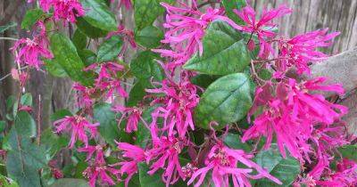 How to Grow and Care for Chinese Fringe Flower Shrubs - gardenerspath.com - China