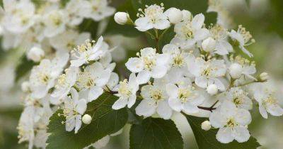 How to Grow and Care for Hawthorn Trees - gardenerspath.com