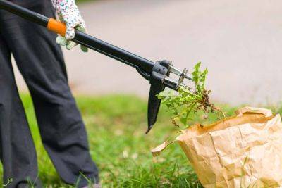 Thoughts on Weed Removal: A Challenging Problem | Gardener's Path - gardenerspath.com