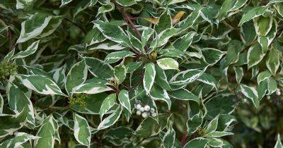 23 of the Best Variegated Shrubs for Your Landscape - gardenerspath.com