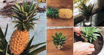 How To Grow Pineapples From A Pineapple At Home With This Easy Hack! - balconygardenweb.com
