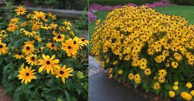 Maryland's State Flower and How to Grow It - balconygardenweb.com - state Maryland