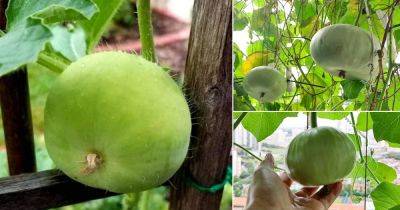 What is Tinda Vegetable | Tinda Growing Information - balconygardenweb.com - China - Britain - India - Australia - Indonesia