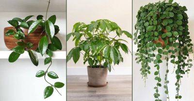 11 Australian Houseplants | Indoor Plants that are Native to Australia - balconygardenweb.com - Australia