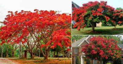21 Stunning Trees With Red Flowers - balconygardenweb.com - Australia - state Florida
