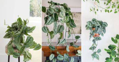These Silver Satin Pothos Pictures will Make You its Fan! - balconygardenweb.com