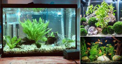 15 Creative Fish Tank with Plants Ideas - balconygardenweb.com - Malaysia