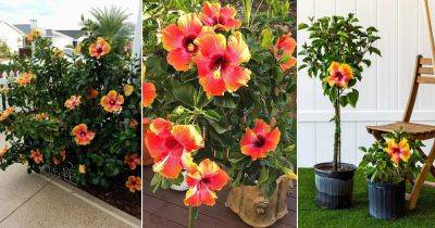 18 Fiesta Hibiscus in Garden Ideas With Pictures - balconygardenweb.com - county Garden