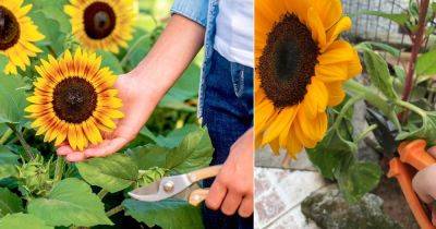 How to Deadhead Sunflowers - Complete Guide - balconygardenweb.com