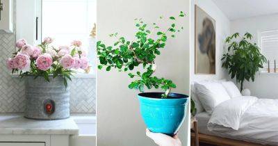 20 Exceptional Pictures of Feng Shui Plants for Home - balconygardenweb.com