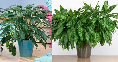 12 Indoor Plants that are Literally Oxygen Bombs - balconygardenweb.com - Thailand - Malaysia - city Sansevieria