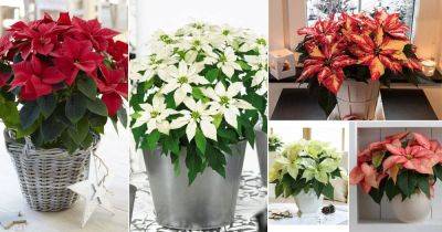 37 Types of Poinsettias You Can Grow Indoors | Best Poinsettia Varieties - balconygardenweb.com