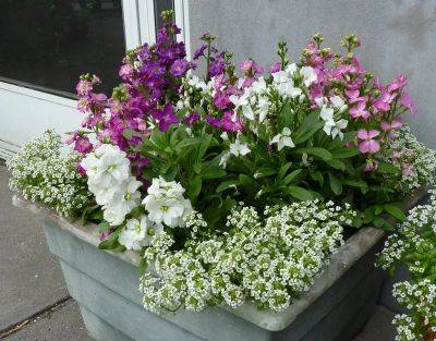 How to Make a Small Fragrant Garden | Fragrant Plants for Containers - balconygardenweb.com - Thailand