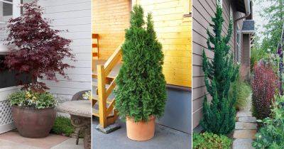 21 Best Narrow Trees for Containers & Small Gardens - balconygardenweb.com - Usa - Britain - Sweden