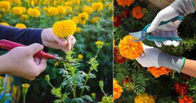 How to Grow Marigold from Cuttings | Marigold Propagation Guide - balconygardenweb.com
