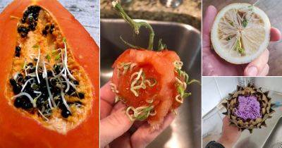 16 Terrifying Images that Show Fruits & Veggies Sprouting Anywhere - balconygardenweb.com