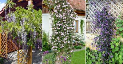 19 Most Fragrant Climbers for Walls in the Garden - balconygardenweb.com - China - county Garden
