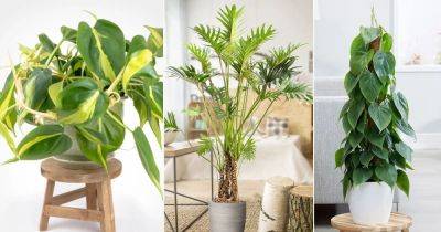 Philodendron Plant Care | Growing Philodendron Indoors | - balconygardenweb.com