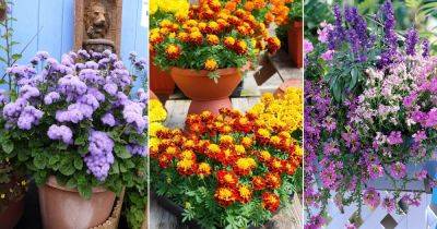 13 Flowers that Starts with F - balconygardenweb.com - France - Australia - Poland