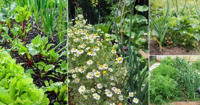 14 Best Garlic Companion Plants - balconygardenweb.com