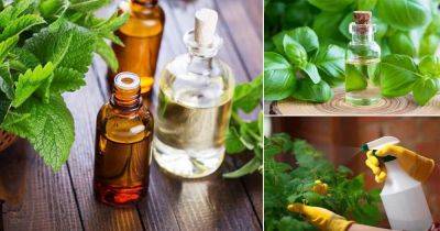 Best Essential Oils for Gardening and How to Use Them - balconygardenweb.com