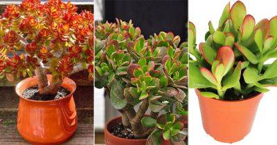 How to Get Red Tips on Your Jade Plant | Colorful Crassula Ovata - balconygardenweb.com