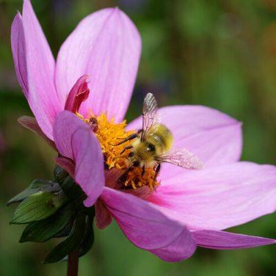 7 Simple Ways to Help Pollinators - finegardening.com - county Pacific