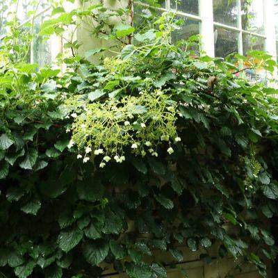 Tips for Pruning Climbing Hydrangea - finegardening.com