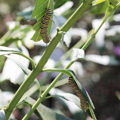 4 Must-Have Butterfly Host Plants to Support Biodiversity - finegardening.com - Usa