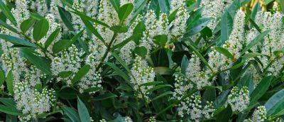 How to Grow Cherry Laurel - gardenersworld.com - Britain