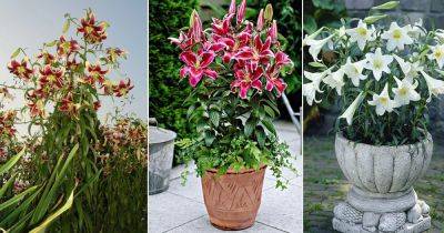 21 Most Fragrant Lilies | Best Types of Scented Lilies - balconygardenweb.com - Usa