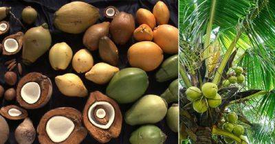 11 Different Types Of Coconuts | Coconut Varieties - balconygardenweb.com - Indonesia