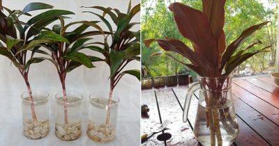 Growing Cordyline in Water | Propagating Ti Plant - balconygardenweb.com