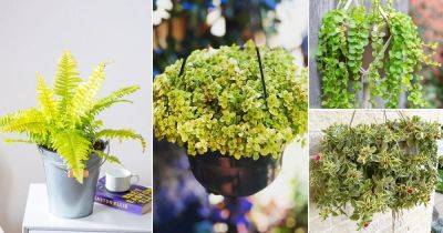 12 Beautiful Golden Plants for Hanging Baskets - balconygardenweb.com