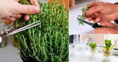 8 Herbs to Root from Grocery Store Cuttings - balconygardenweb.com