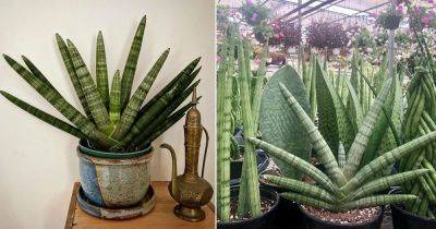 How to Grow Starfish Sansevieria Easily | Growing Sansevieria cylindrica - balconygardenweb.com - city Sansevieria