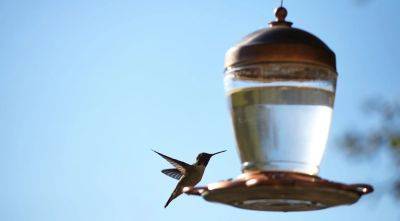 13 Best Hummingbird Feeders | Reviews + Guide - homesthetics.net