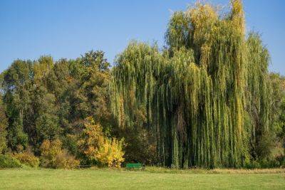 13 Different Types Of Willow Trees To Consider - homesthetics.net - China - France