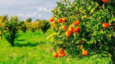 11 Best Fertilizer For Citrus Trees | Reviews + Guide - homesthetics.net