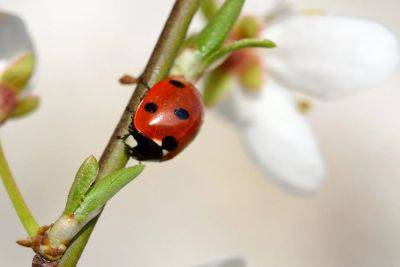 6 Different Types Of Ladybugs - homesthetics.net - Britain