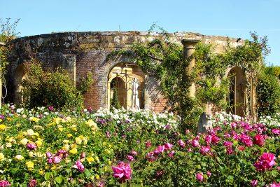 How to look after roses in summer - theenglishgarden.co.uk - Italy