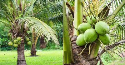 Do Coconuts Grow On Palm Trees? - balconygardenweb.com